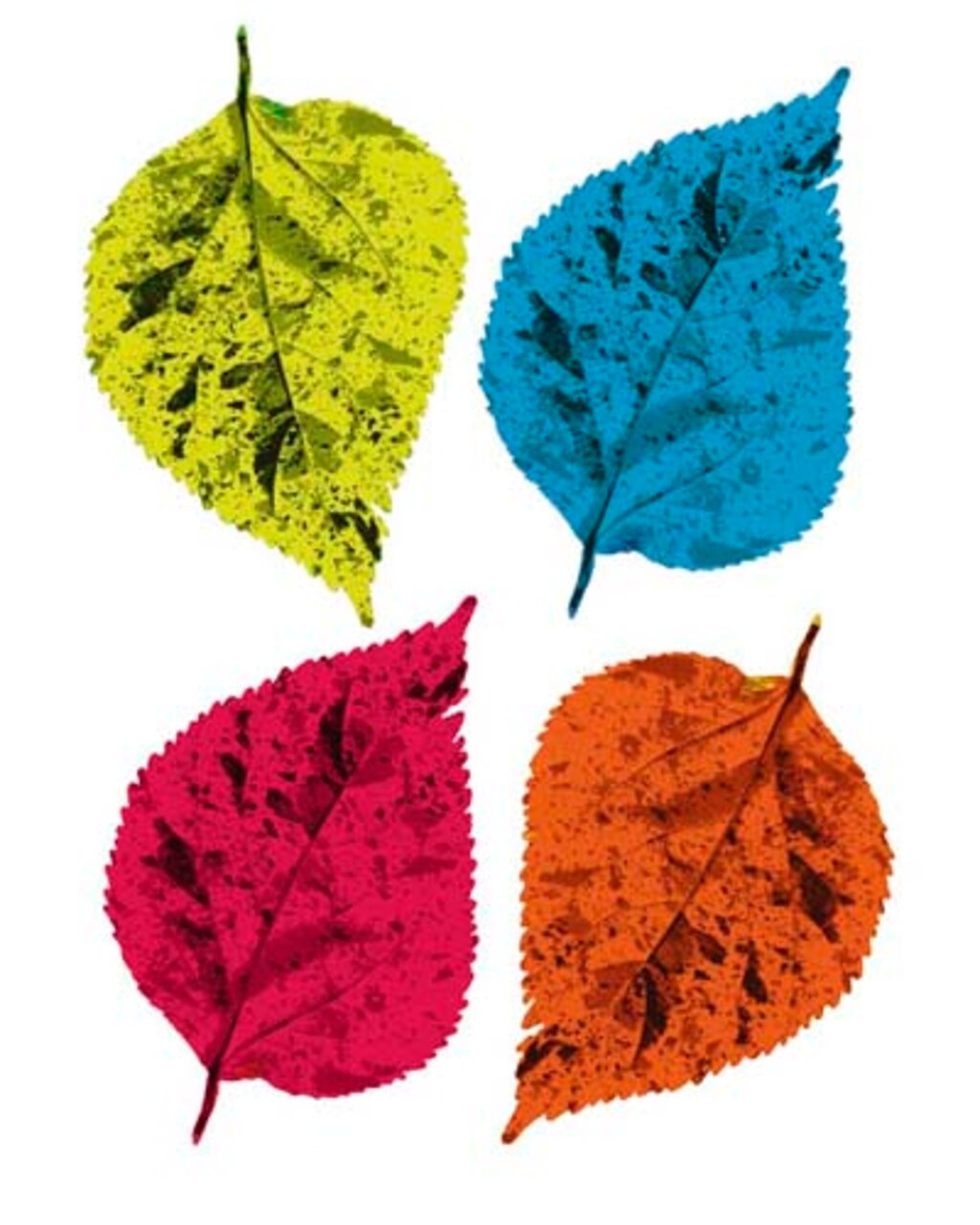 Four Leaves II by Tasmin Phoenix Wall Art Décor 19 3/4 x 15 3/4 Art Print